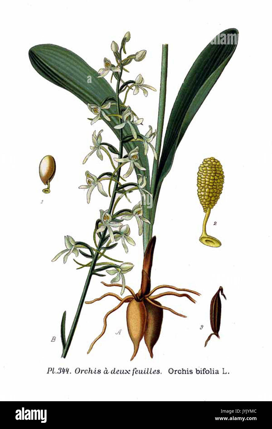 344 Orchis bifolia L Stockfoto