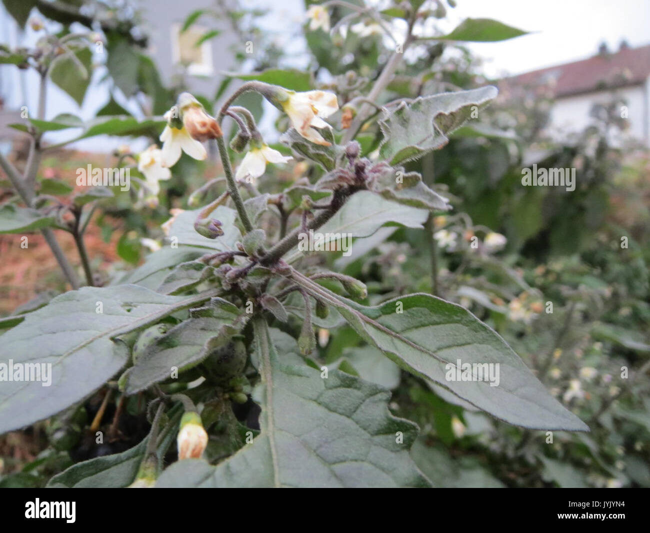 20161111 Solanum nigrum 1. Stockfoto