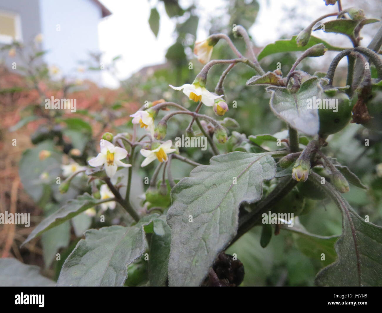 20161111 Solanum nigrum 2 Stockfoto