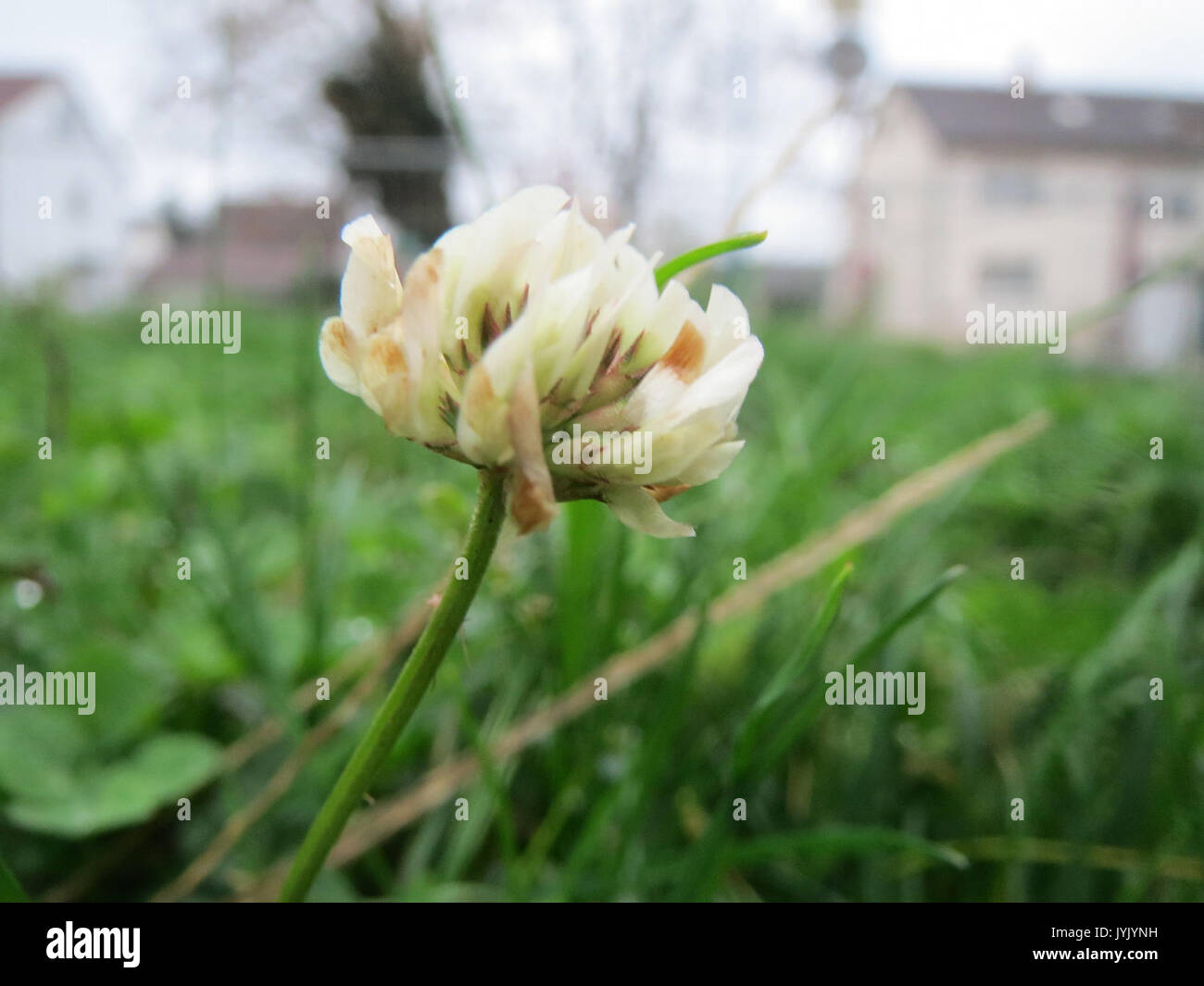 20161111 Trifolium repens 3 Stockfoto