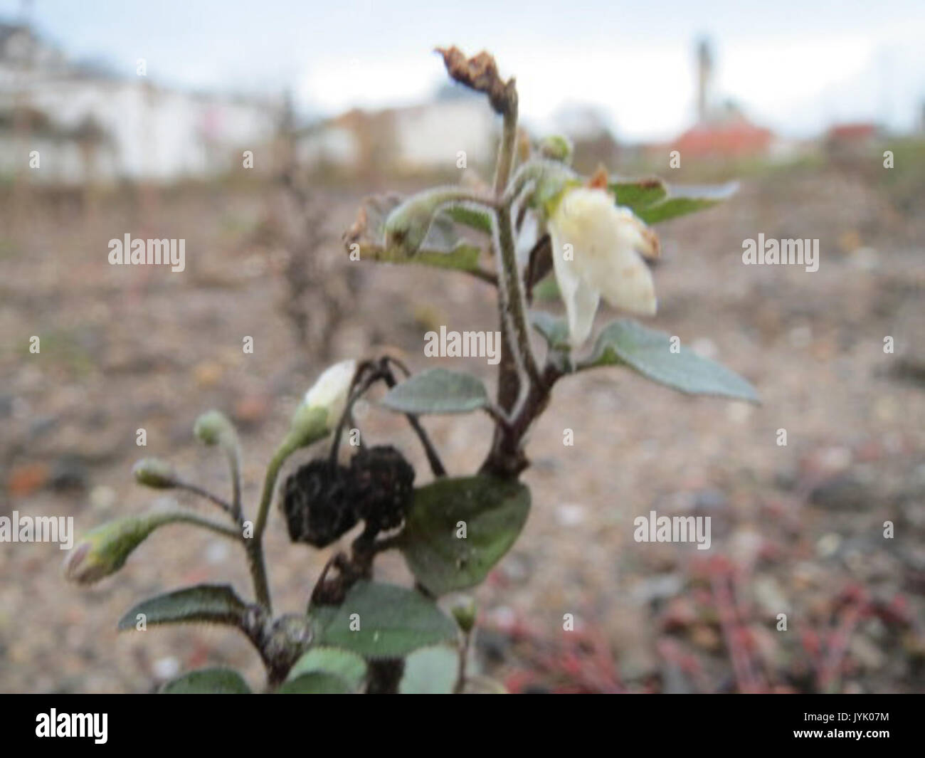 20161117 Solanum nigrum 1. Stockfoto