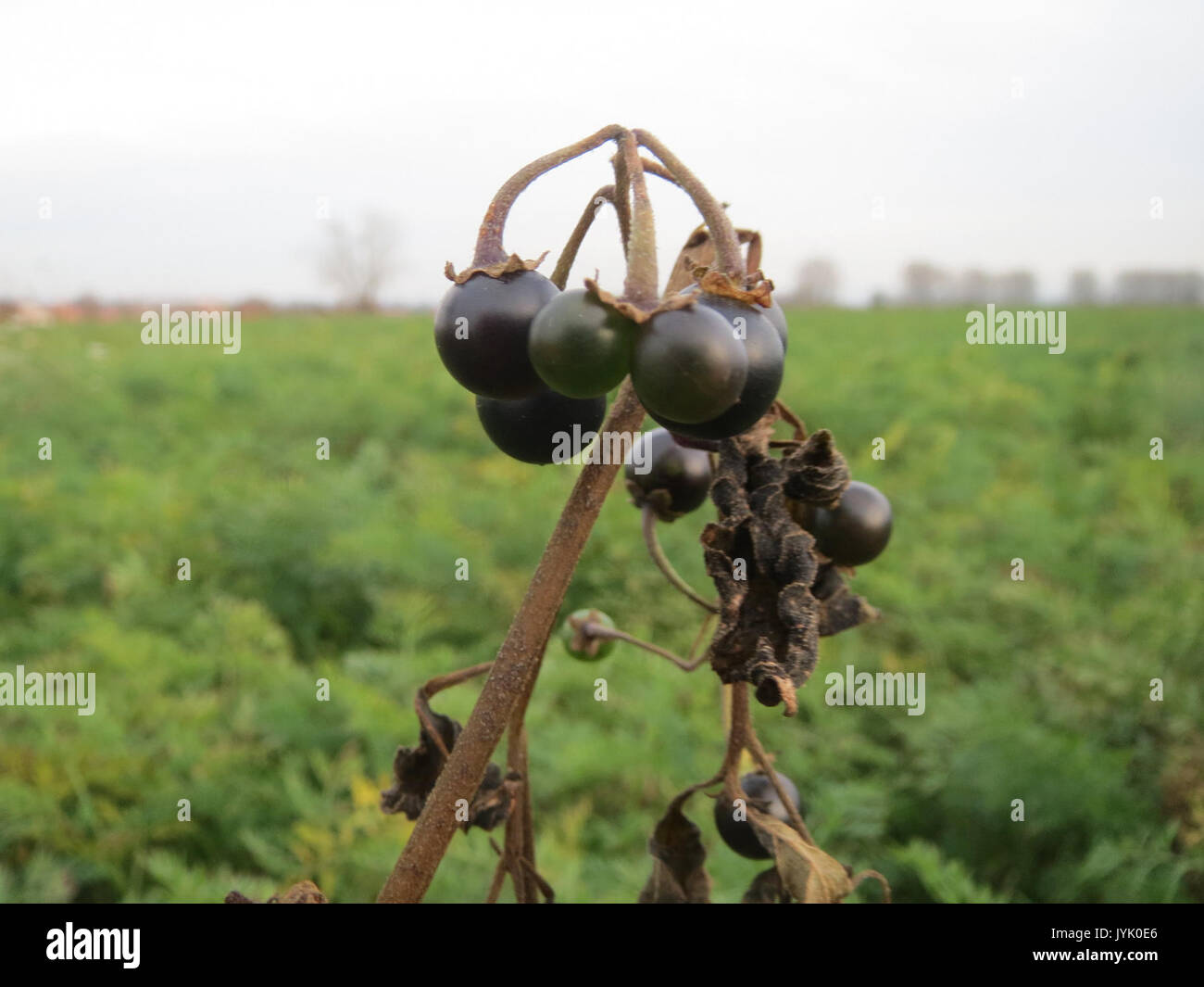 20161124 Solanum nigrum 1. Stockfoto
