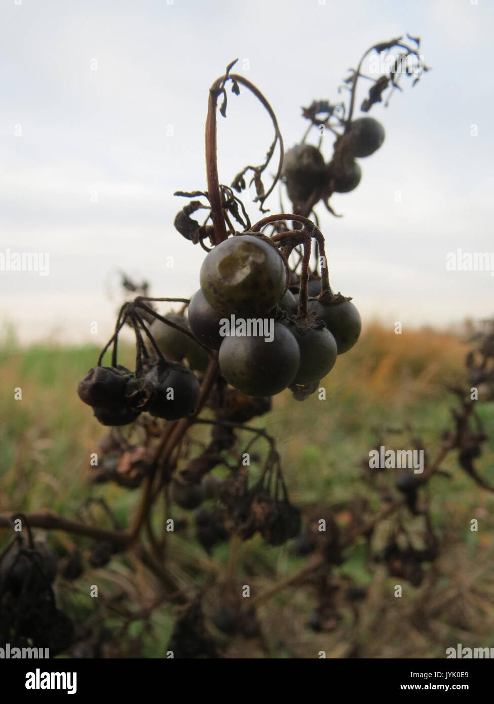 20161124 Solanum nigrum 4 Stockfoto