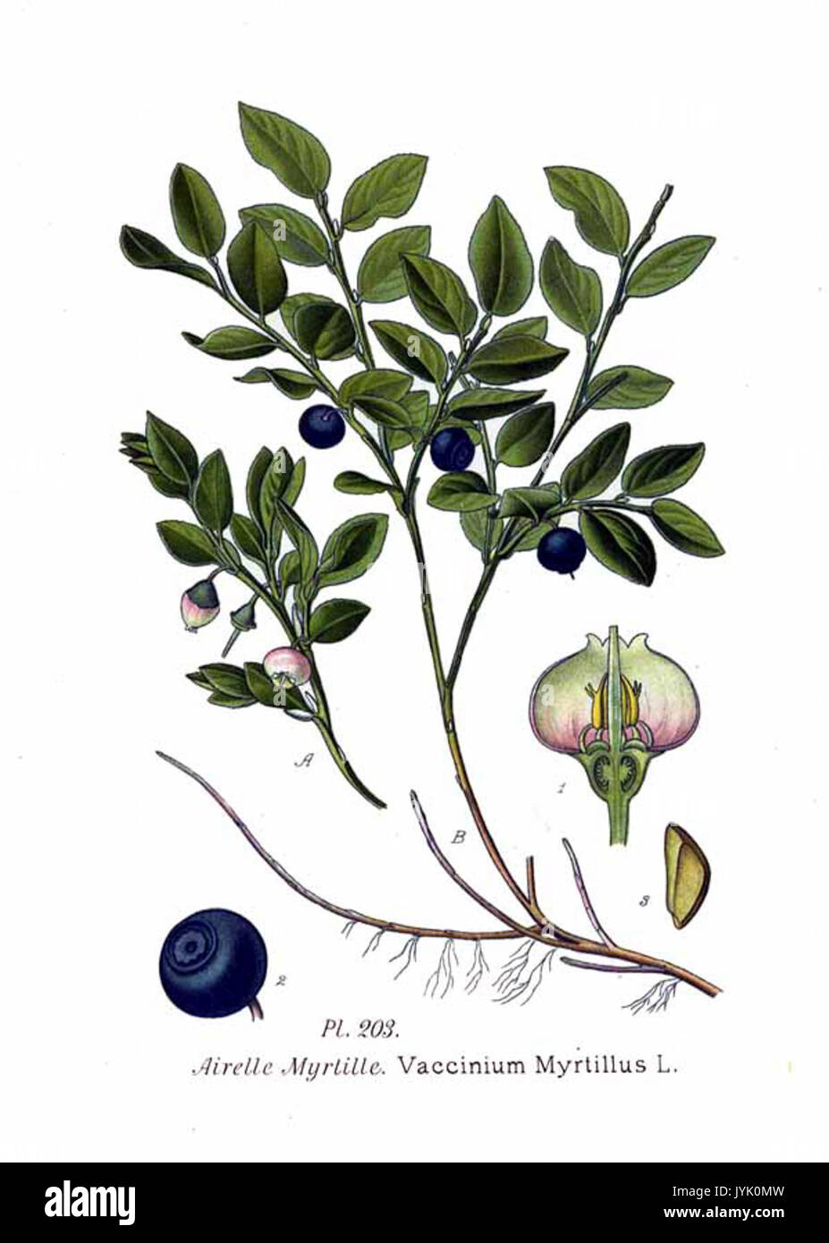 203 Vaccinum Myrtillus L Stockfoto