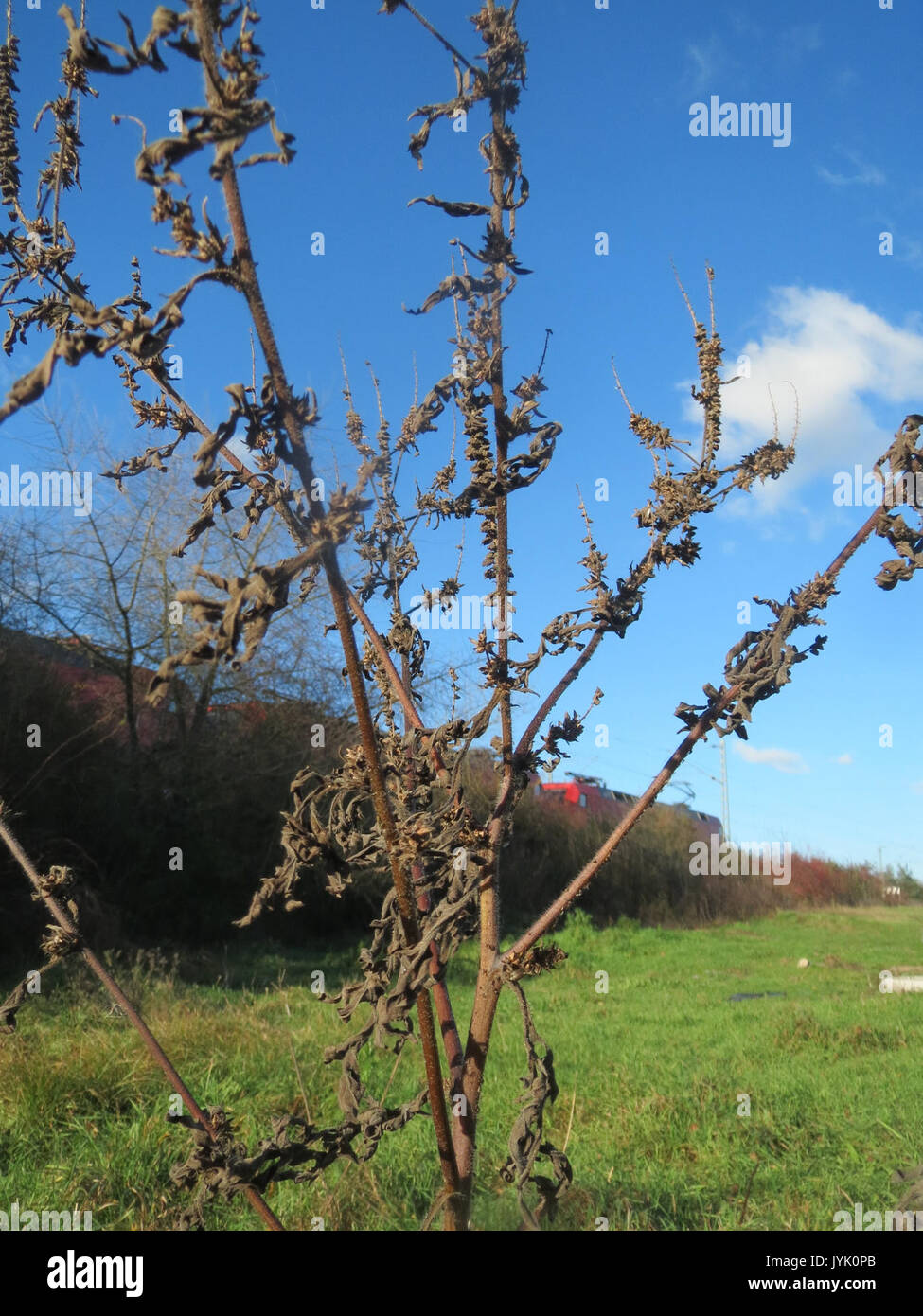 20161128 Ambrosia Artemisiifolia 1. Stockfoto