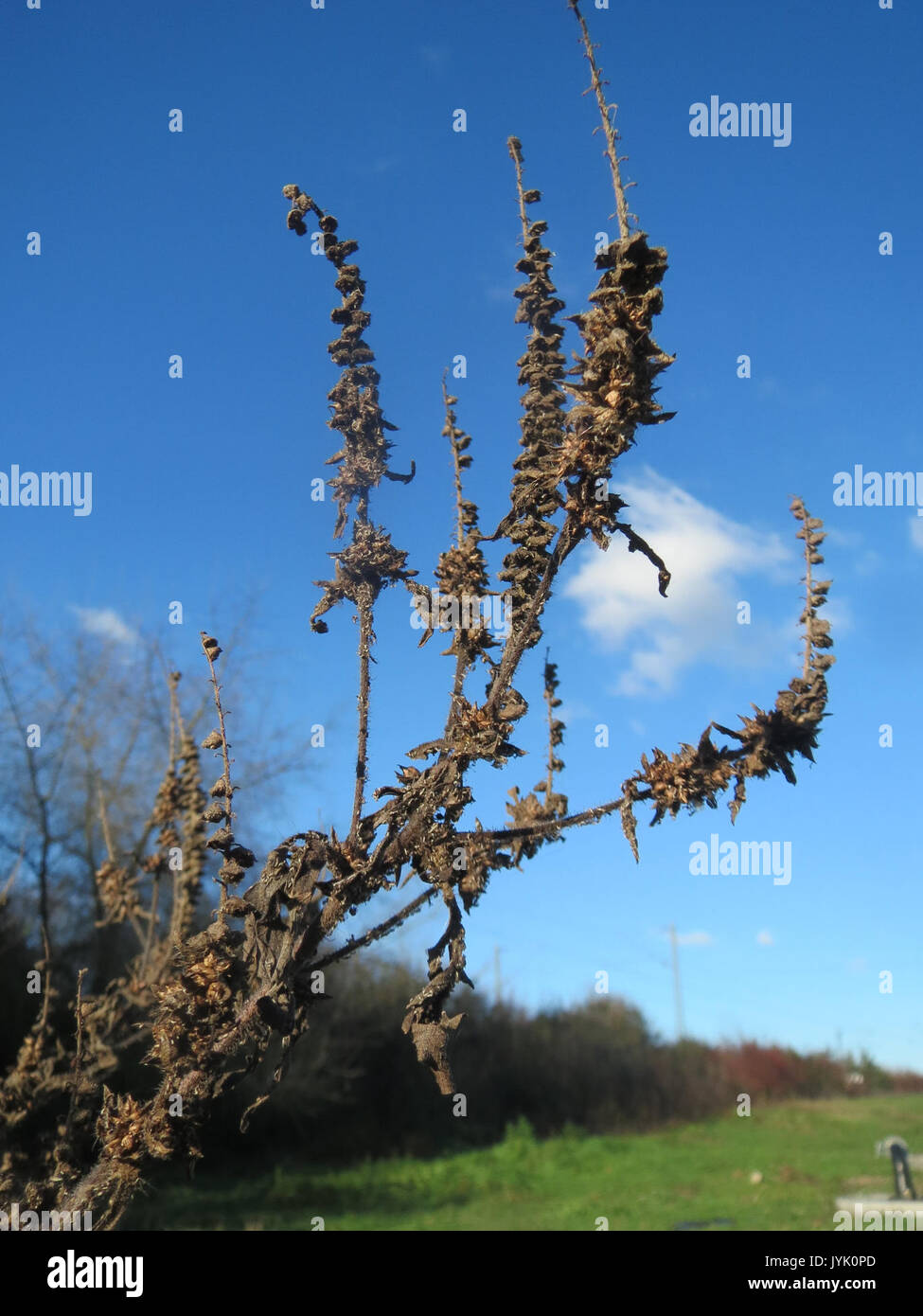 Dieses Bild zeigt Ambrosia artemisiifolia, allgemein bekannt als Ragweed, eine in Nordamerika heimische Pflanzenart, die für ihre Rolle bei Allergien und ihr weit verbreitetes Wachstum in gemäßigten Regionen bekannt ist. Stockfoto