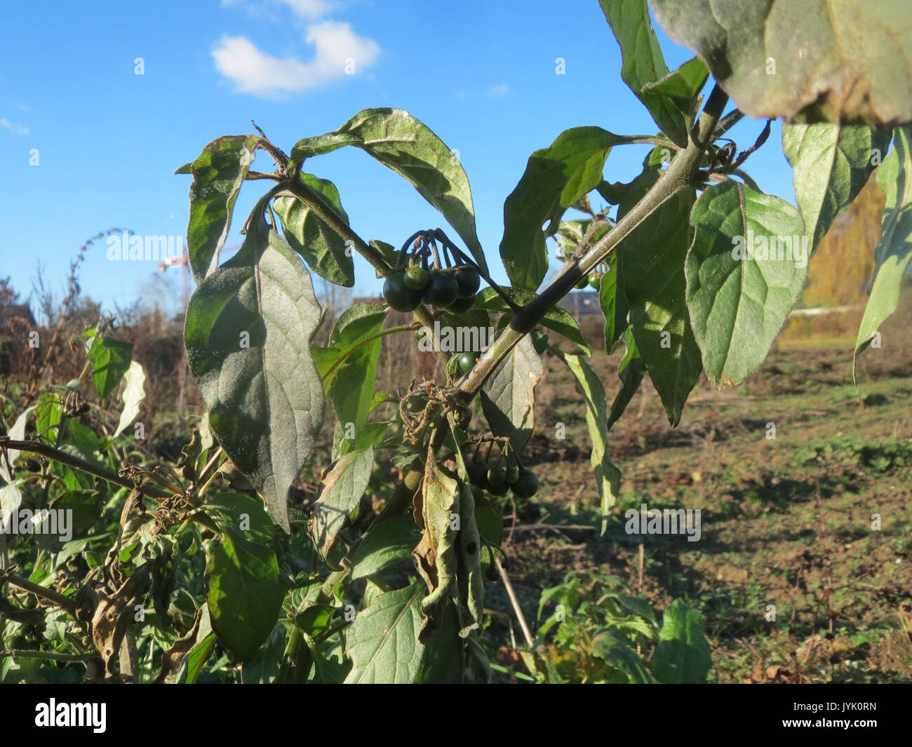 20161128 Solanum nigrum 1. Stockfoto