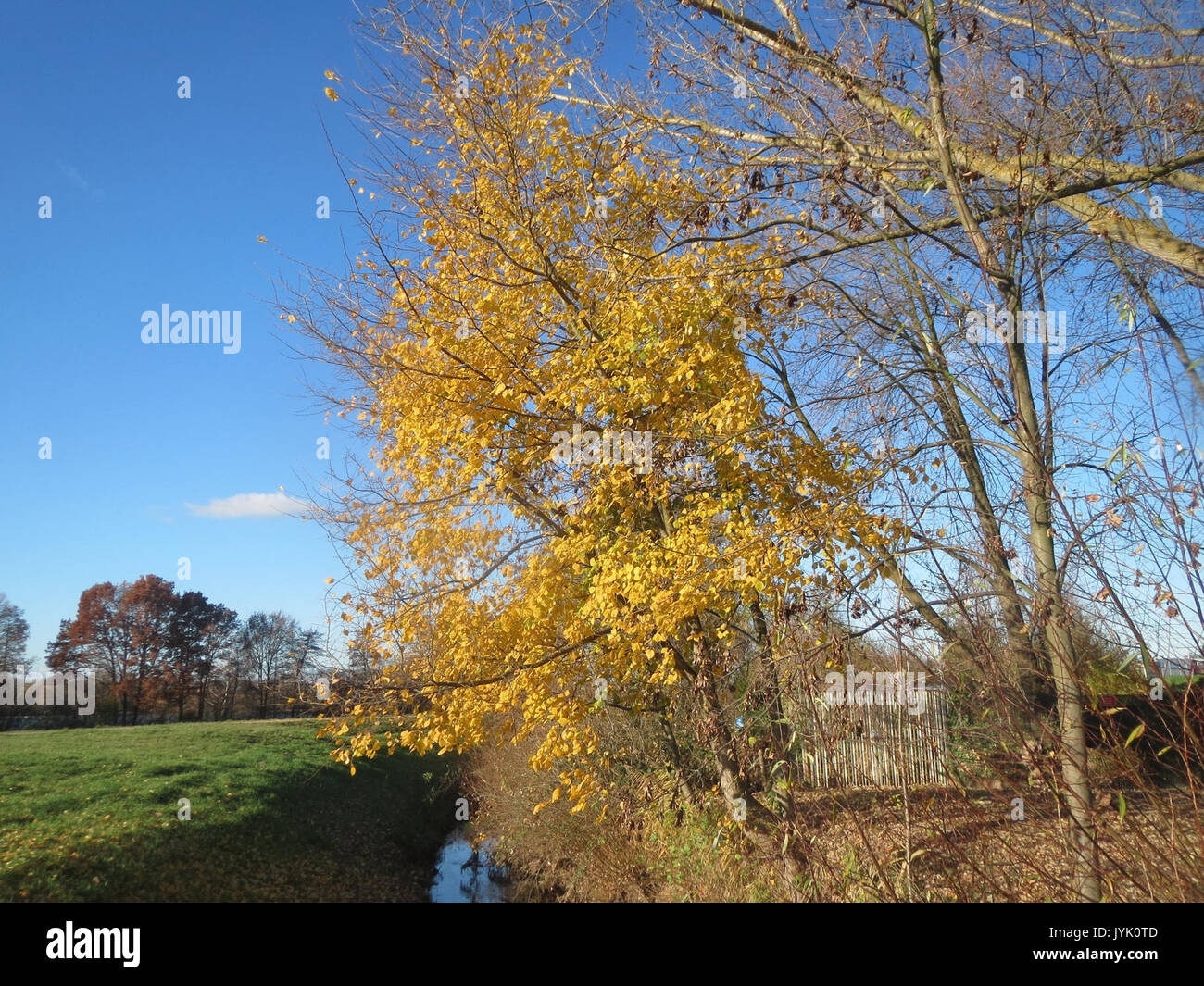 20161128 Ulmus glabra 1. Stockfoto