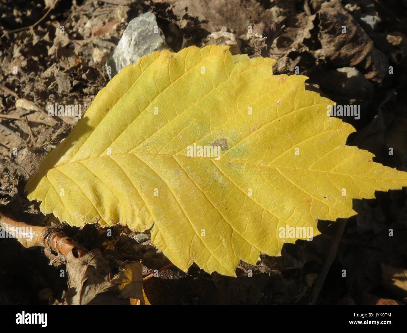 20161128 Ulmus glabra 7 Stockfoto