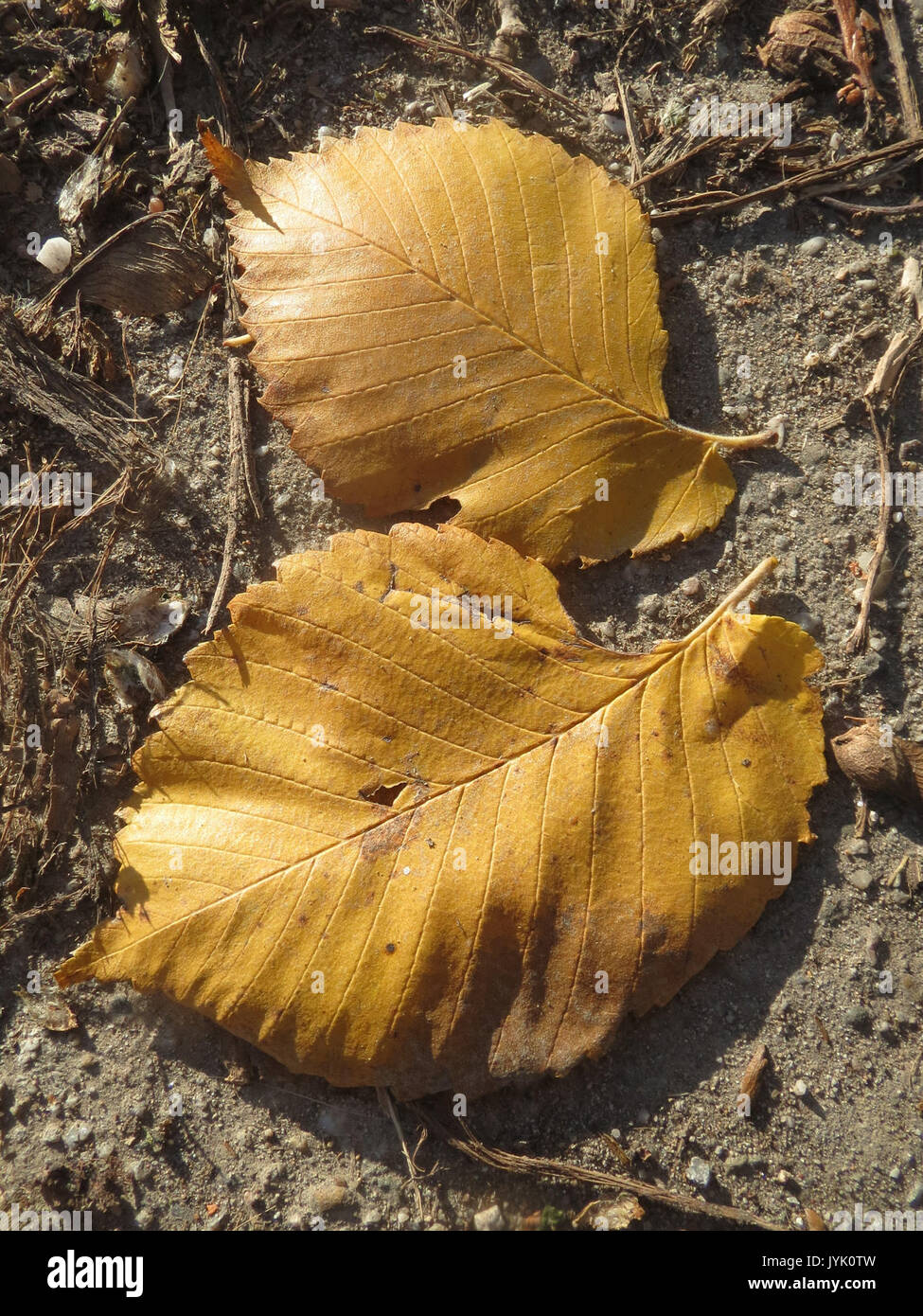 20161128 Ulmus glabra 6 Stockfoto