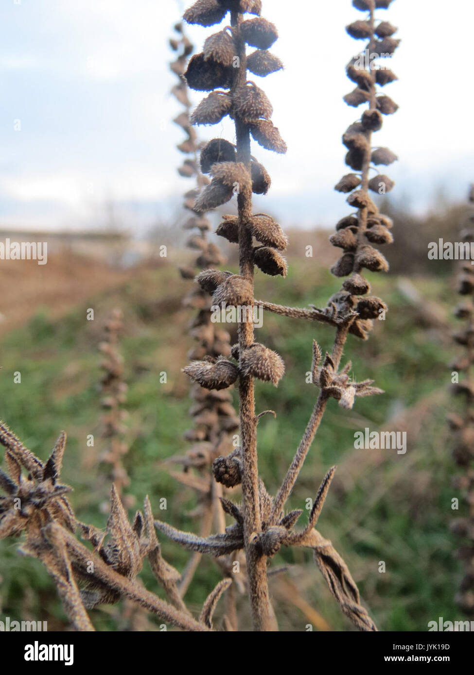 20161209 Ambrosia Artemisiifolia 2 Stockfoto
