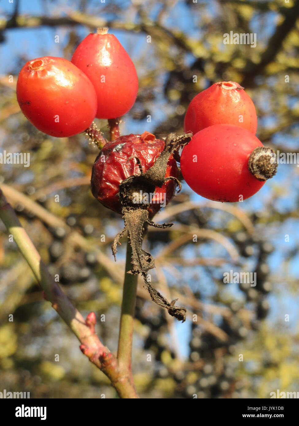 20161210 Rosa rubiginosa 3 Stockfoto