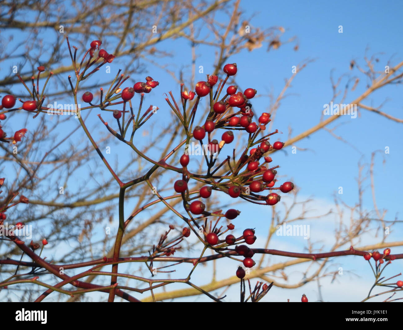 20161210 Rosa multiflora 1. Stockfoto