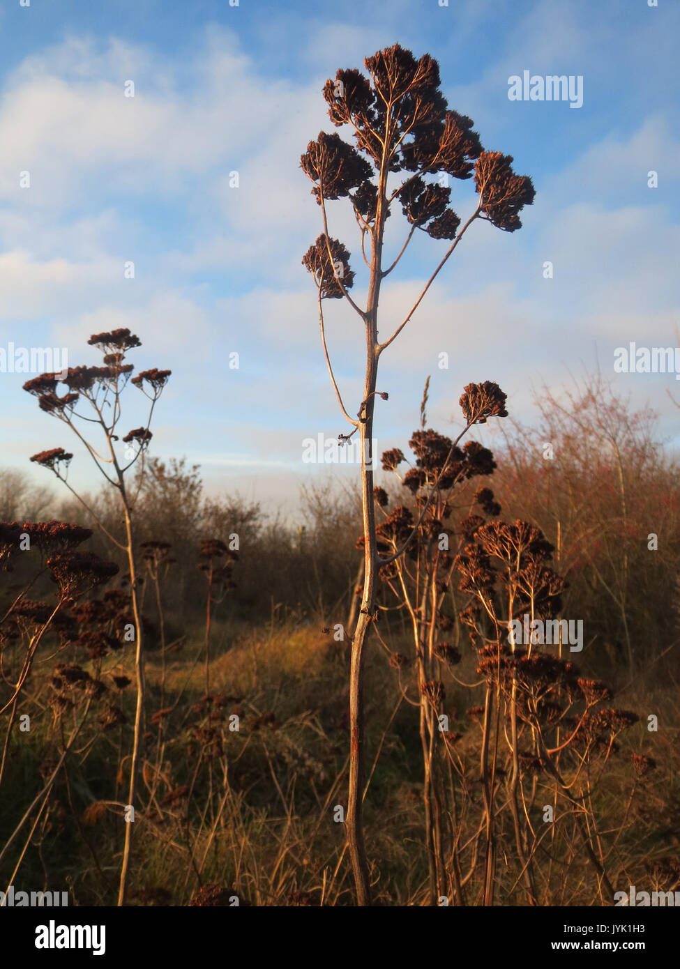 20161214 Hylotelephium telephium 4 Stockfoto