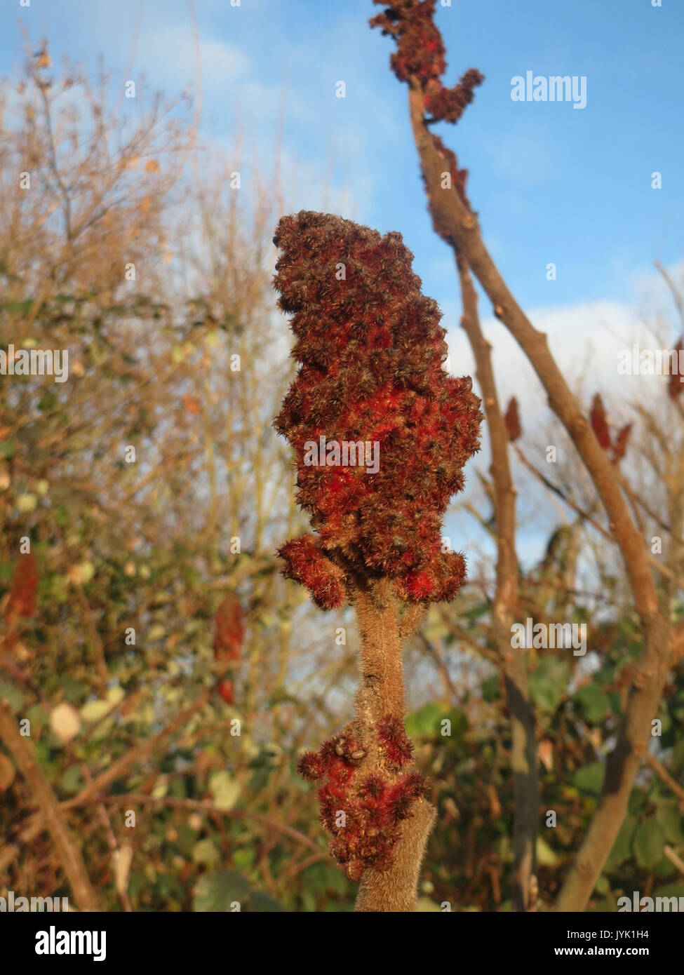 20161214 Rhus typhina 1. Stockfoto 20161214 Rhus typhina 1. Stockfoto