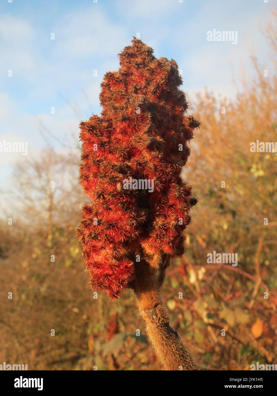 20161214 Rhus typhina 2 Stockfoto 20161214 Rhus typhina 2 Stockfoto