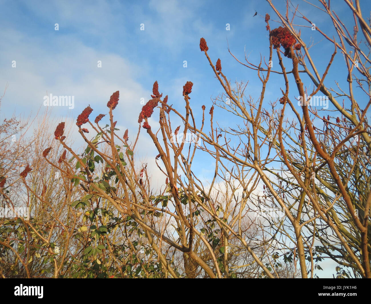Dieses Bild zeigt *Rhus typhina*, allgemein bekannt als Staghorn Sumac, eine in Nordamerika heimische Pflanze. Bekannt für seine leuchtend roten Früchte und das charakteristische Verzweigungsmuster, wird es oft für Landschaftsgestaltung und medizinische Zwecke verwendet. Stockfoto Dieses Bild zeigt *Rhus typhina*, allgemein bekannt als Staghorn Sumac, eine in Nordamerika heimische Pflanze. Bekannt für seine leuchtend roten Früchte und das charakteristische Verzweigungsmuster, wird es oft für Landschaftsgestaltung und medizinische Zwecke verwendet. Stockfoto