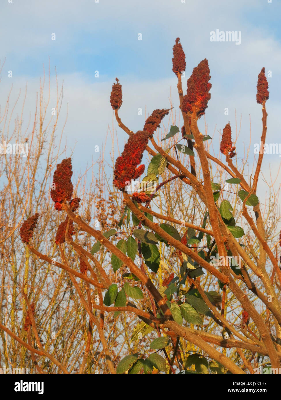 20161214 Rhus typhina 4 Stockfoto 20161214 Rhus typhina 4 Stockfoto