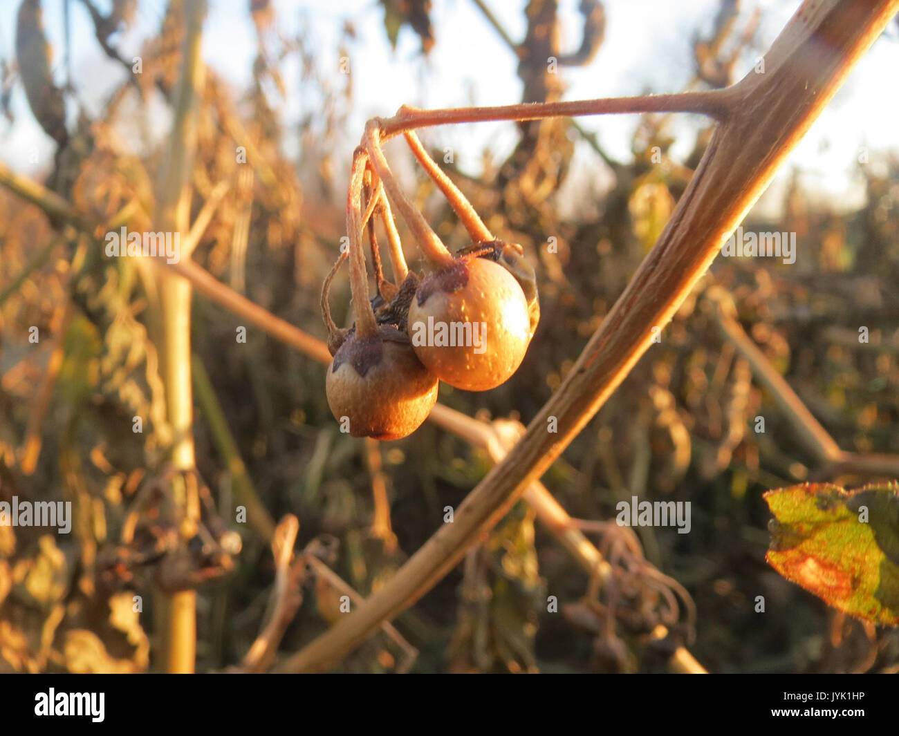 20161214 Solanum nigrum 4 Stockfoto
