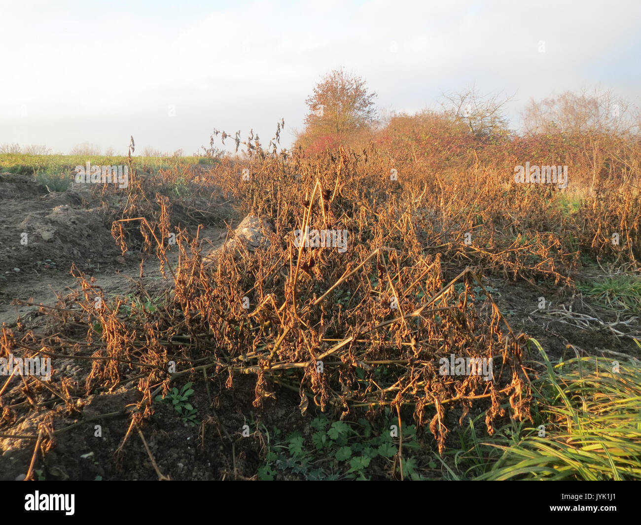 20161214 Solanum nigrum 8. Stockfoto