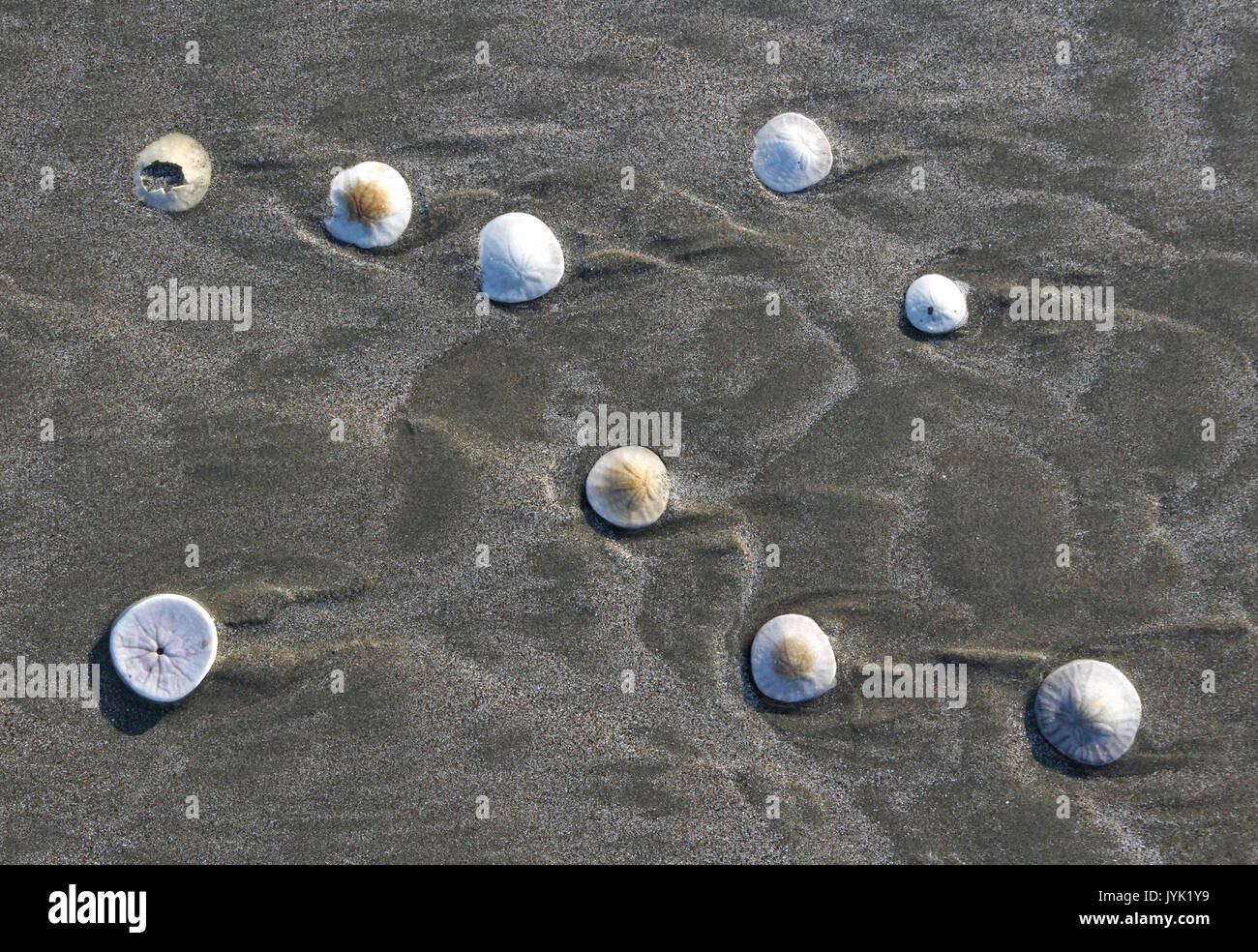 2b MORRO Strang (7) (31453253764) Stockfoto
