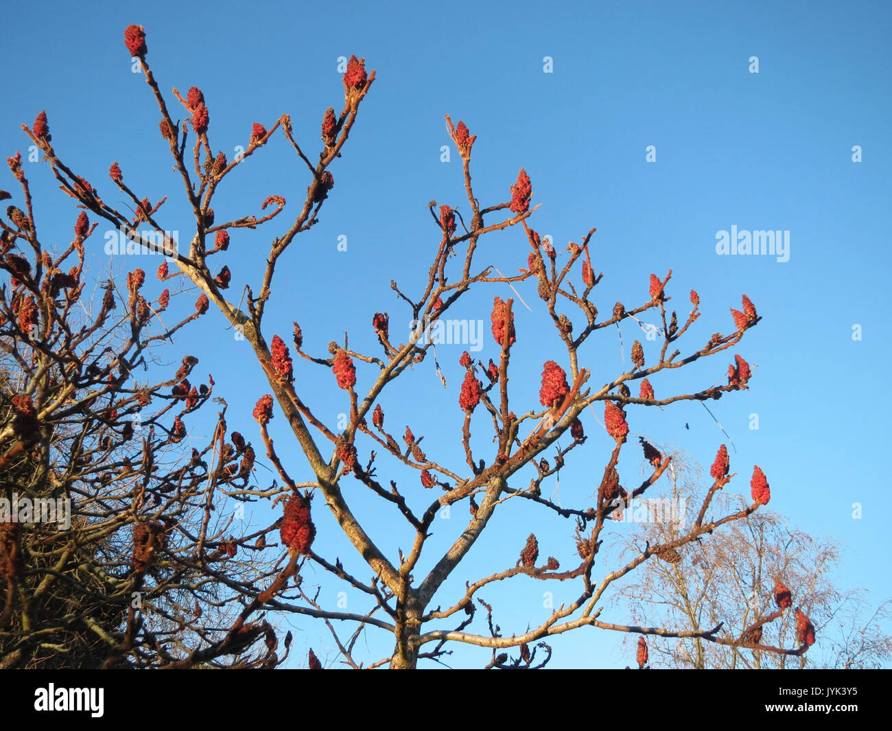 20170203 Rhus typhina 1. Stockfoto 20170203 Rhus typhina 1. Stockfoto