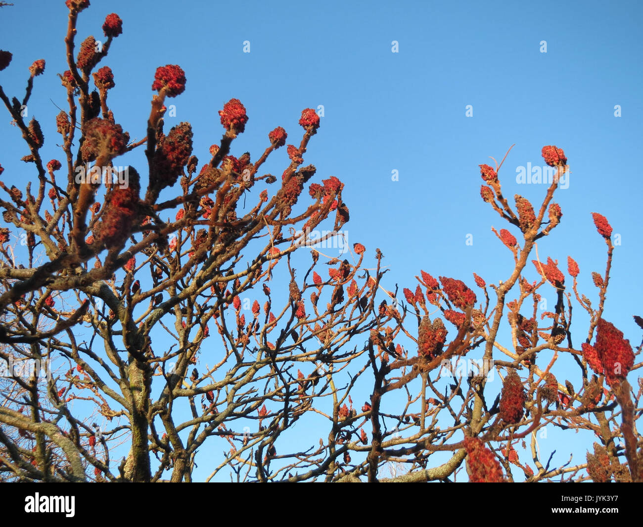 20170203 Rhus typhina 2 Stockfoto 20170203 Rhus typhina 2 Stockfoto