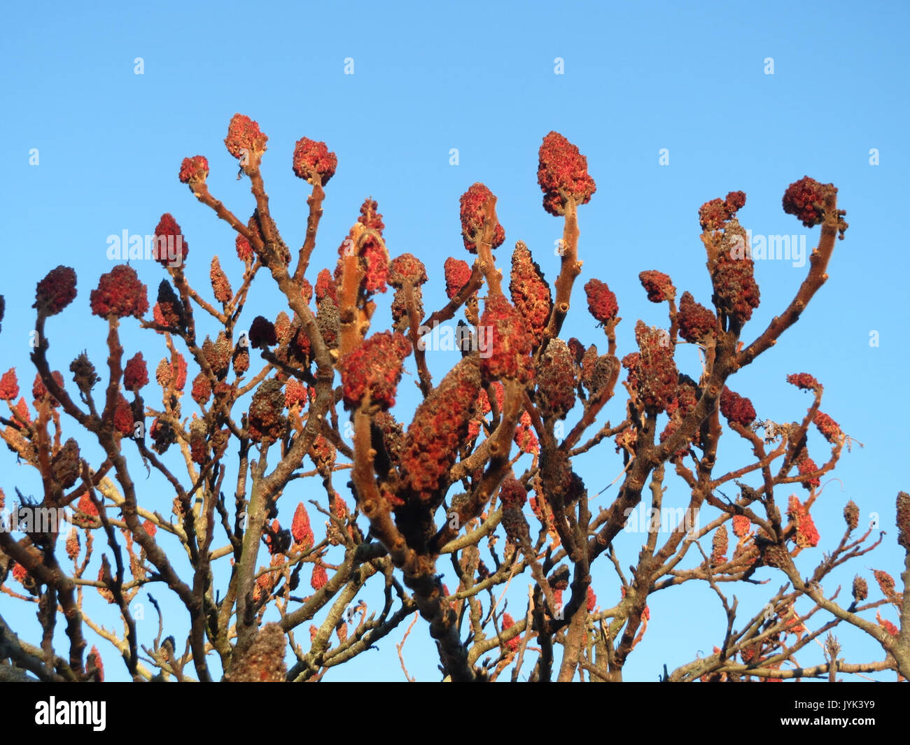 20170203 Rhus typhina 4 Stockfoto 20170203 Rhus typhina 4 Stockfoto