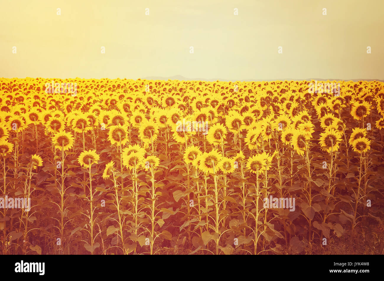 Sonnenblumenfeld bei Sonnenuntergang. Gefilterte Instagram Wirkung. Sonnenblumen mit Blick auf die Einstellung hinter dem Berg der Sonne Stockfoto