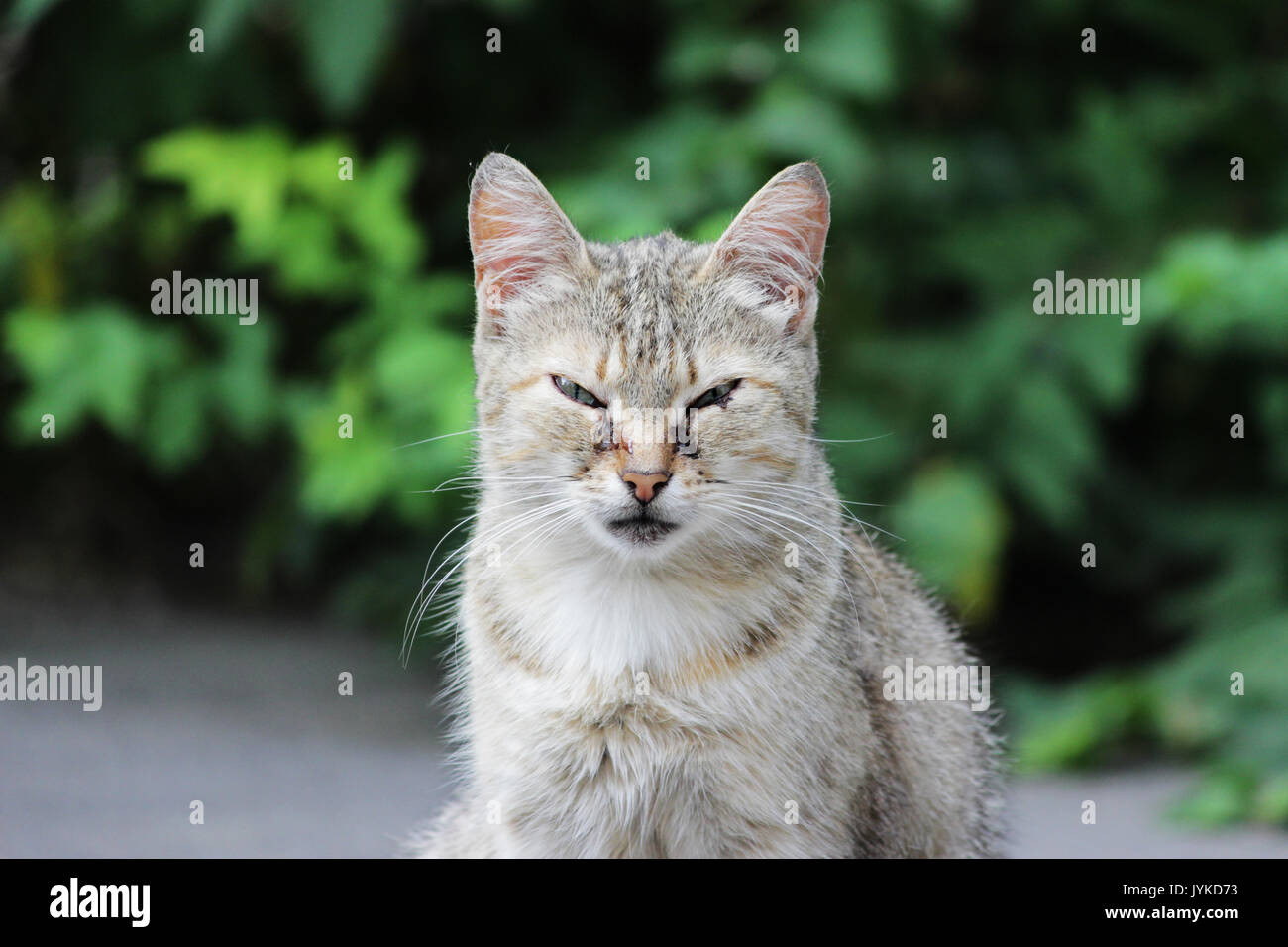 Heimatlose Katze felines Herpesvirus infiziert - feline Rhinotracheitis oder chlamydieninfektion - Chlamydia psittaci mit Augen, Bindehautentzündung und Panophthalmitis. Symptome in Form von tränenfluss der Augen. Stockfoto
