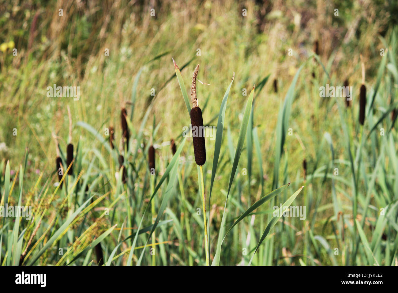 Feuchtgebiet Typha latifolia - Anlage, die BREITBLÄTTRIGE cattail - von der cattail Familie Typhaceae Stockfoto