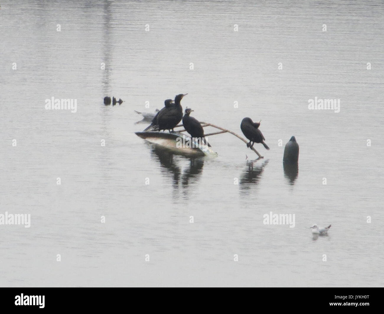 20170212 Araneus diadematus 2 Stockfoto