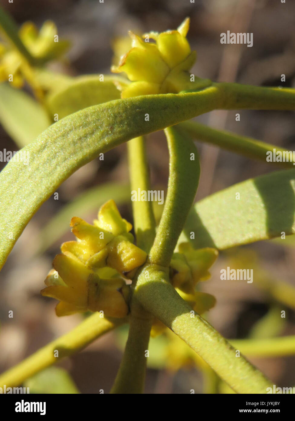 20170312 Viscum album 4. Stockfoto