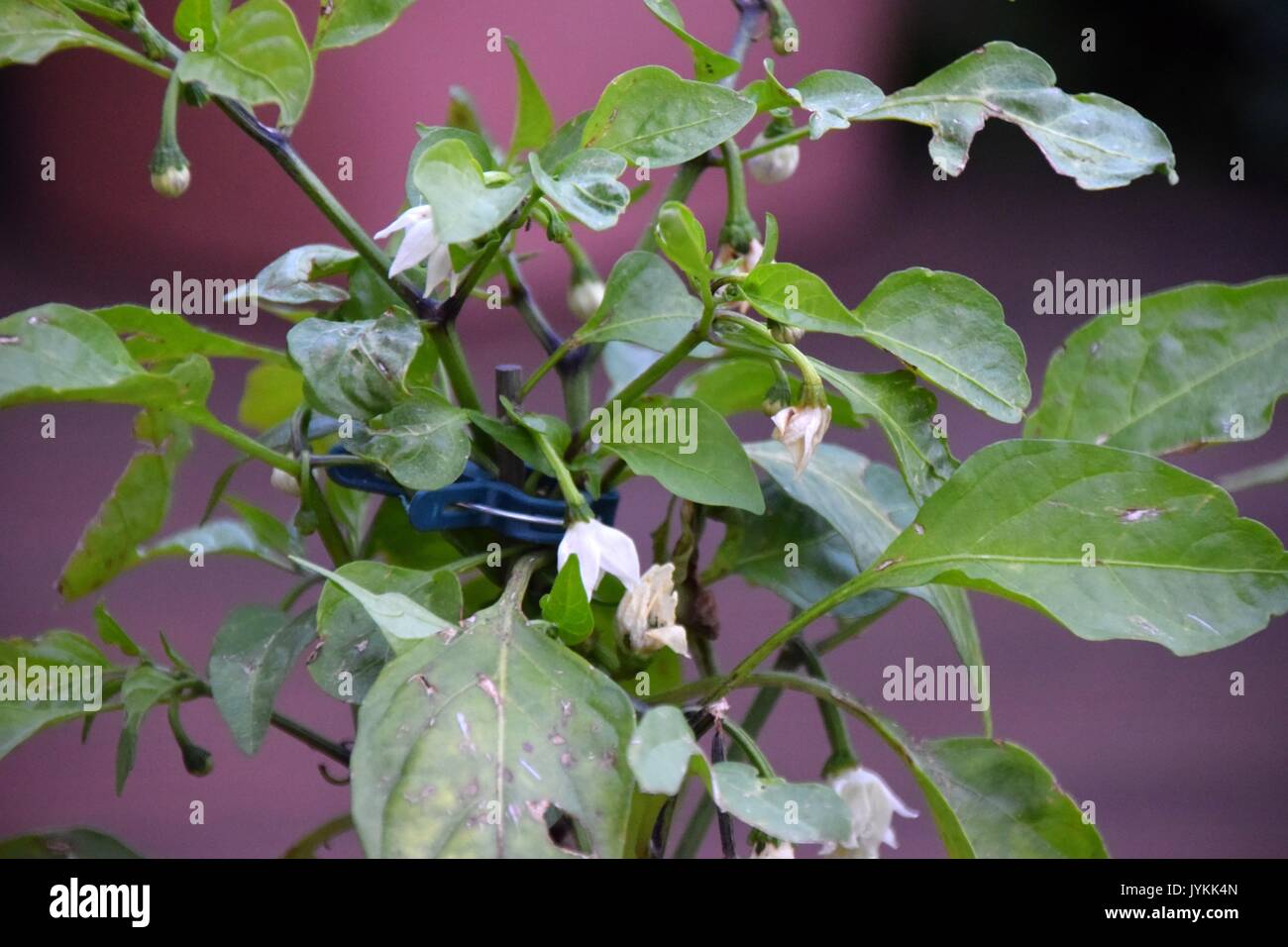 Paprika, Paprika, Capsiceae, Paprika, Chilis, rote und grüne Paprika, Paprika, Capsicum annuum Stockfoto