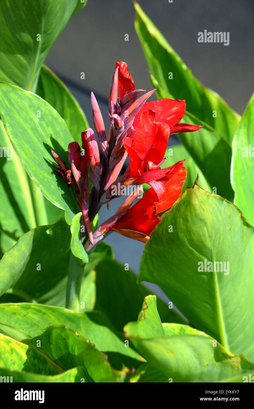 Rhizome canna Fotos und Bildmaterial in hoher Auflösung Alamy