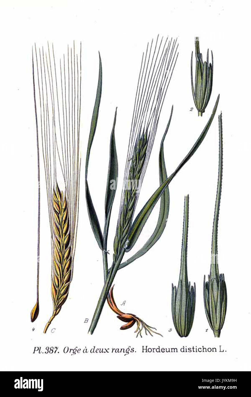 387 Hordeum Distichon L Stockfoto