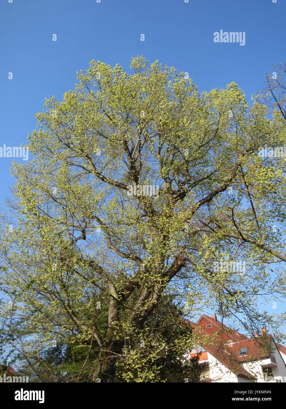 20170403 Ulmus glabra 1. Stockfoto