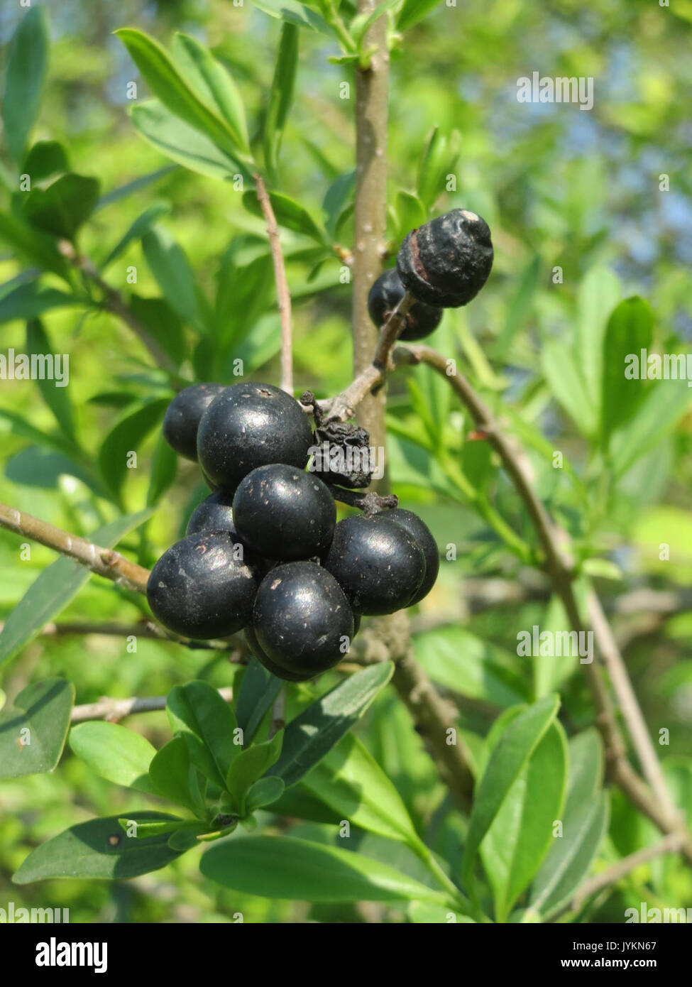 20170408 Ligustrum vulgare Stockfoto