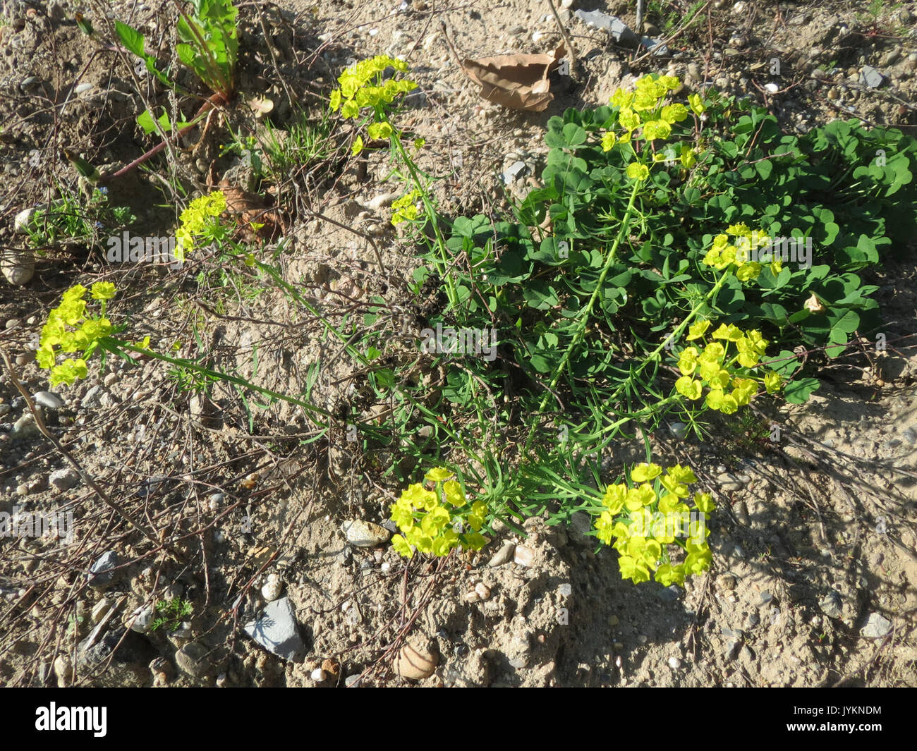 20170410 Euphorbia cyparissias 1. Stockfoto