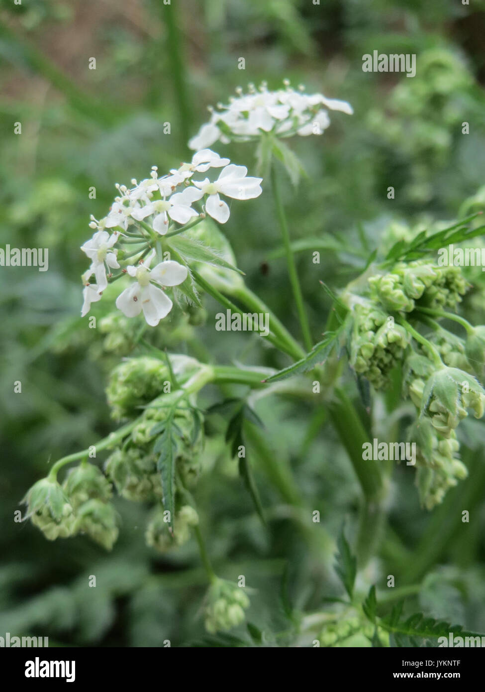20170416 Chaerophyllum temulum 1. Stockfoto