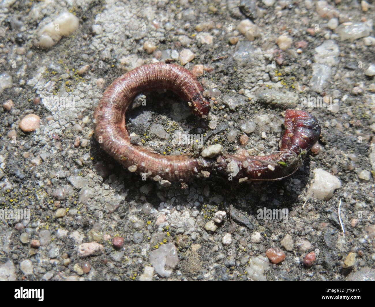 Lumbricus terrestris boden -Fotos und -Bildmaterial in hoher Auflösung ...