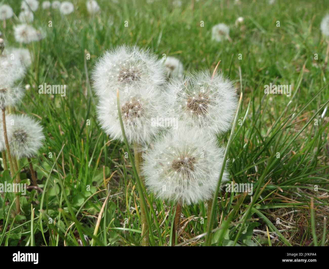20170424 Taraxacum sect Ruderalia 4 Stockfoto
