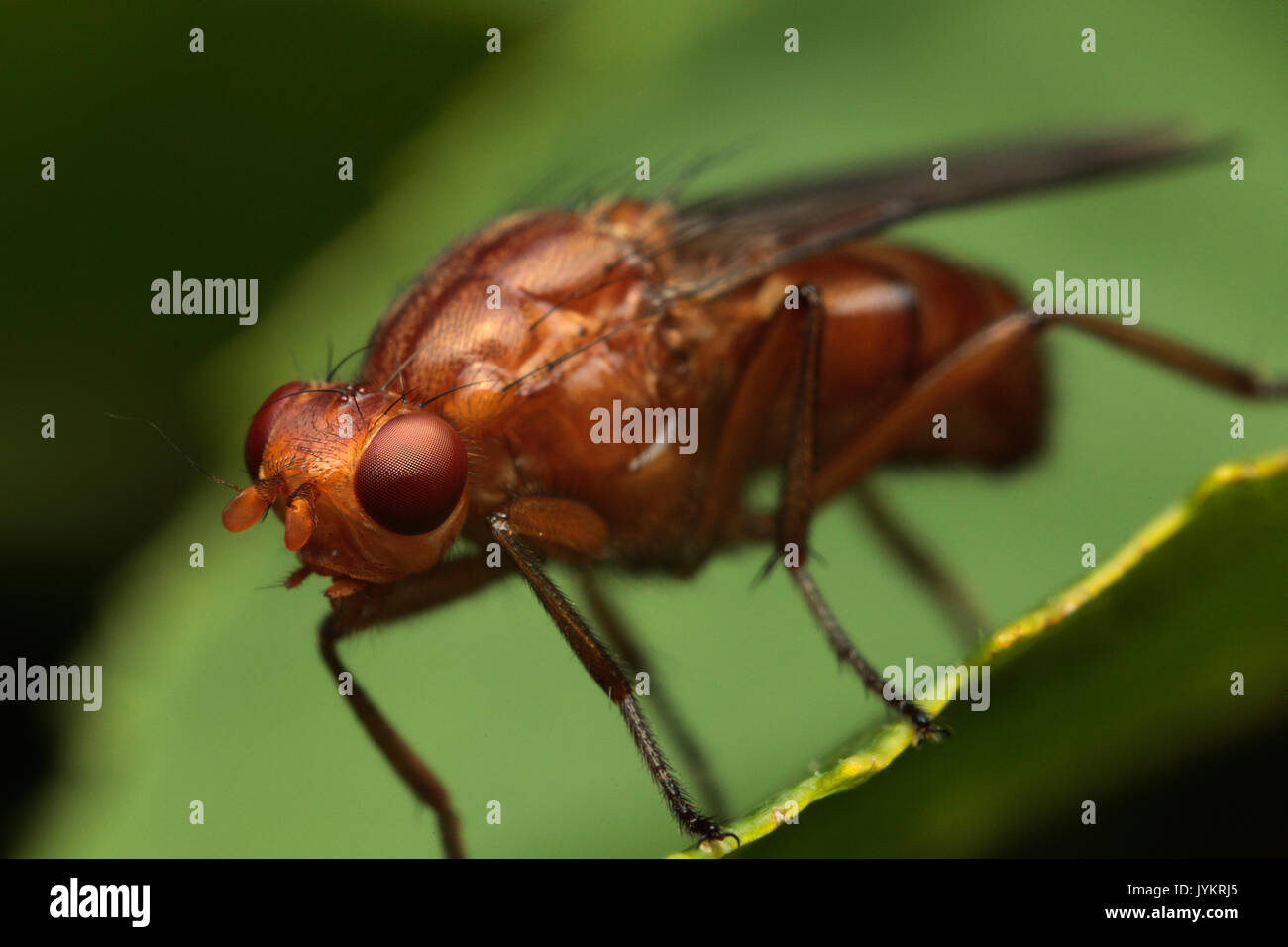 Hecke Insekt Stockfoto