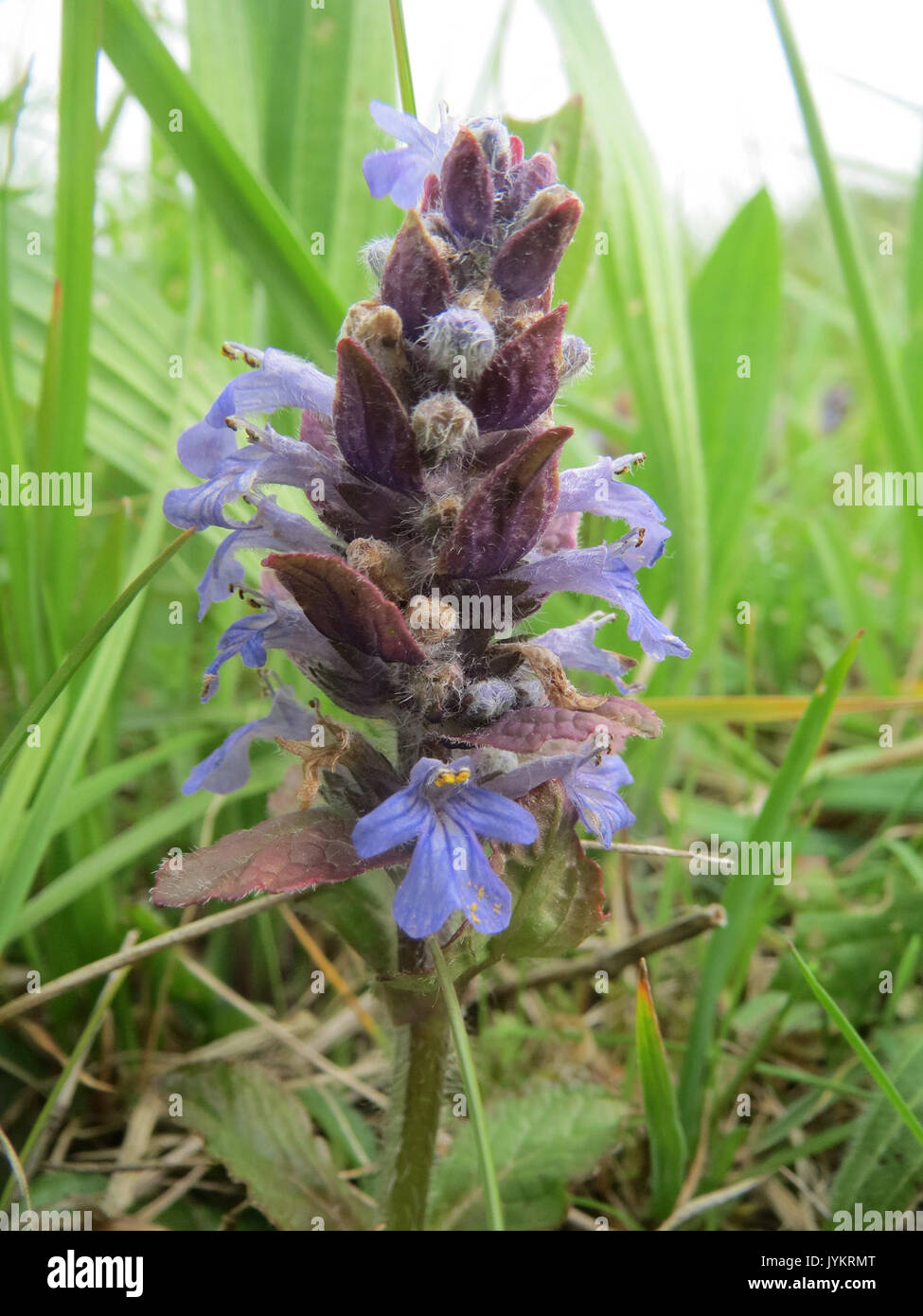 20170502 Ajuga reptans 2 Stockfoto