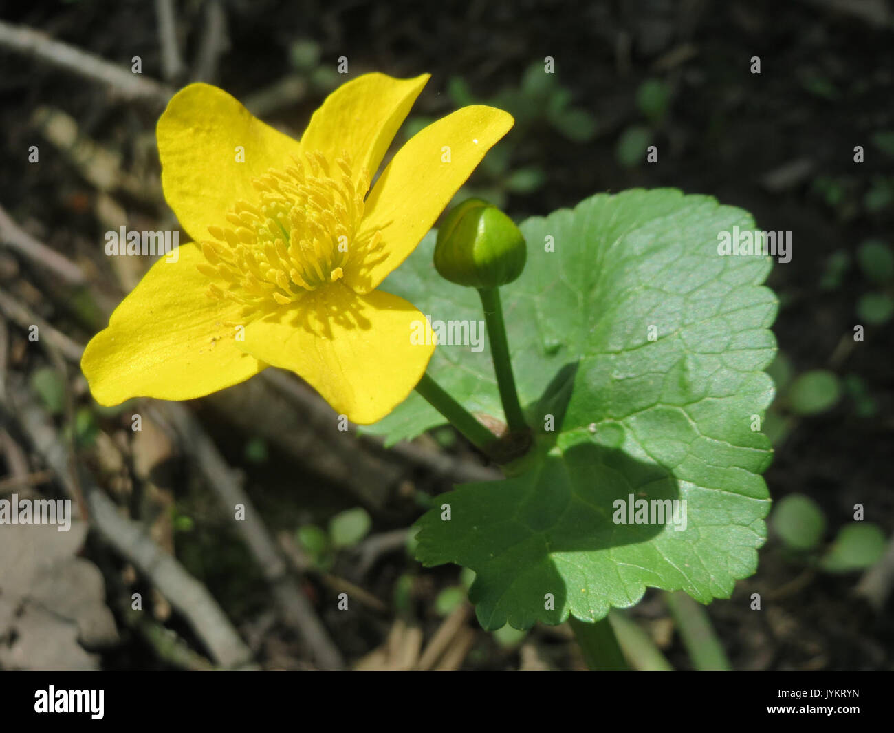 20170509 Caltha palustris 3 Stockfoto