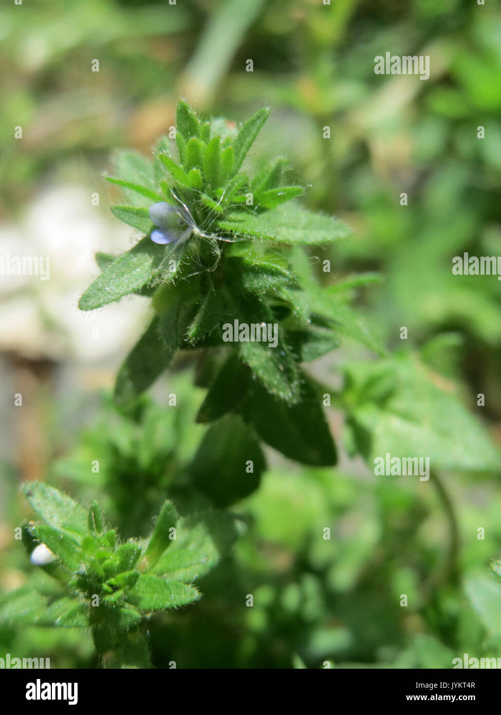 20170512 Veronica Arvensis 2 Stockfoto