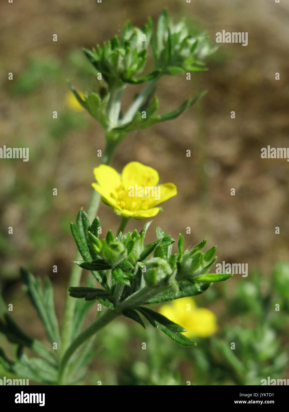 20170515 Potentilla argentea 2 Stockfoto
