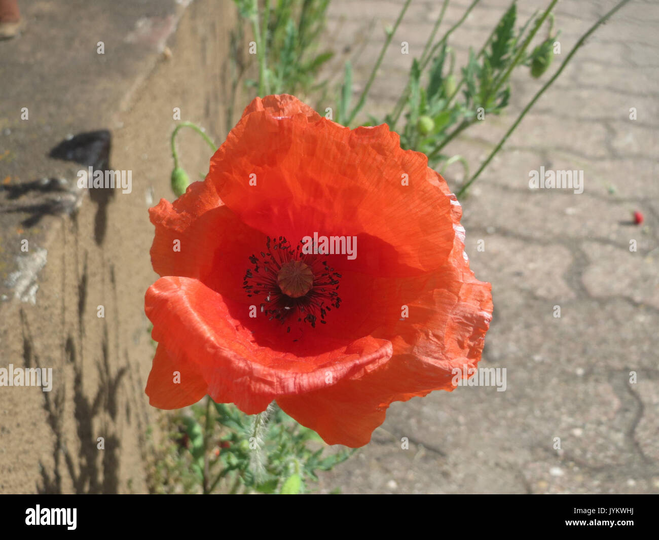 20170528 Papaver rhoeas 3 Stockfoto