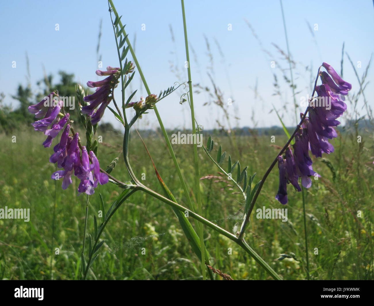 Ein Foto oder Forschungsbeitrag über Vicia cracca, auch bekannt als getuftete Wicke, vom 29. Mai 2017. Stockfoto