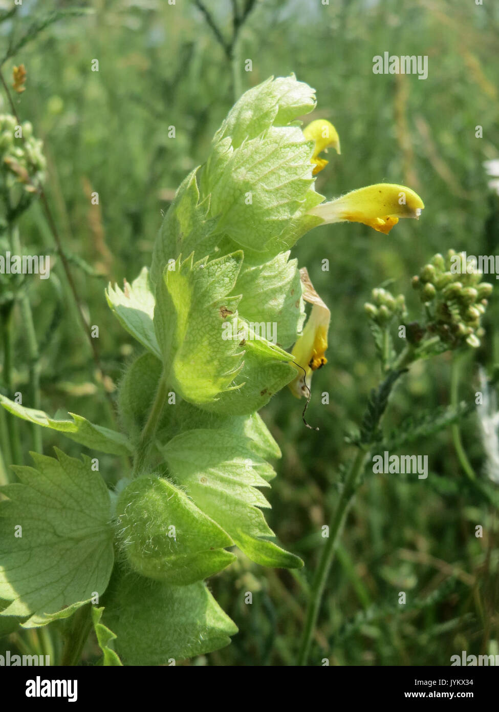 20170602 Rhinanthus alectorolophus 2 Stockfoto